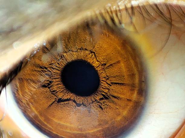 istock A macro shot of a human's brown eye 2039386148
