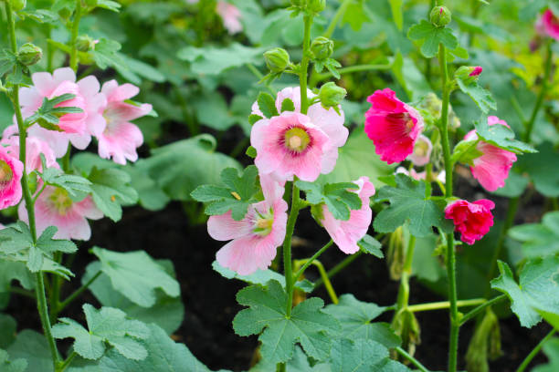 istock Hollyhock flower blooming in the park 2039389303