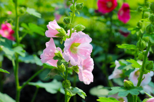 istock Hollyhock flower blooming in the park 2039389818