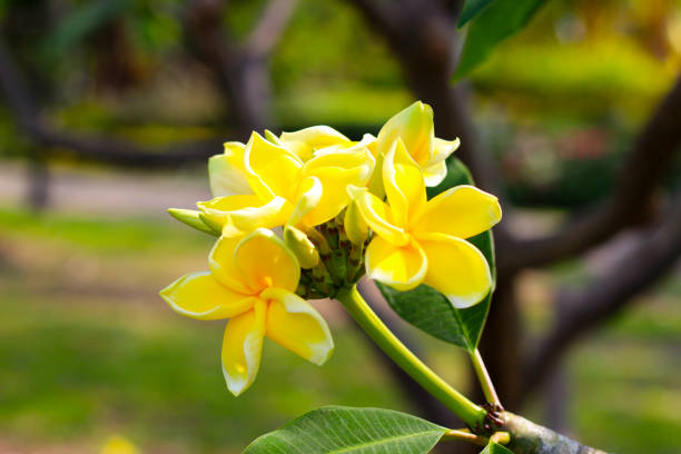 Beautiful plumeria flower on the tree