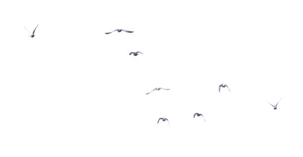 istock Pigeons in flight isolated on a white background 2039410244