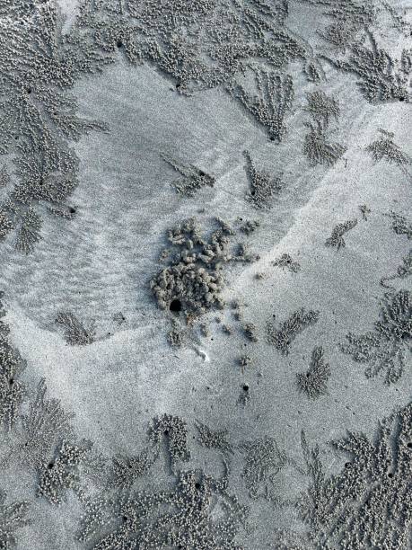 istock pattern of sand bubbler created by sand crab 2039416990