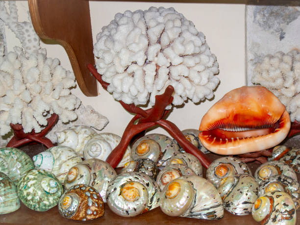 Mother of pearl abalone, murex and snail seashell background with small white cockle shells. Decorative nature design of marine life species.