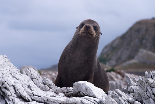 Seals, Kaikoura, South Island, New Zealand