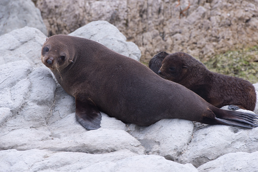 Seals, Kaikoura, South Island, New Zealand