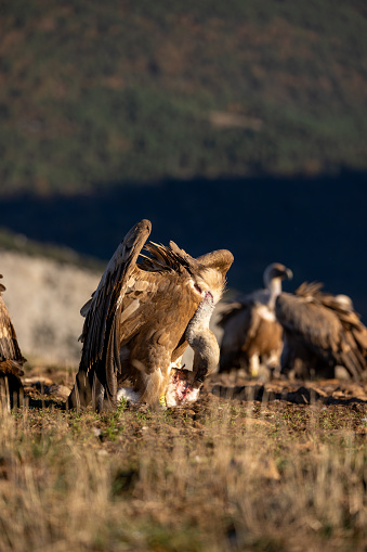 Encounter the awe-inspiring sight of vulture grounded in the rugged grandeur of a high-altitude mountain environment. Witness the majesty of these alpine guardians in their natural habitat