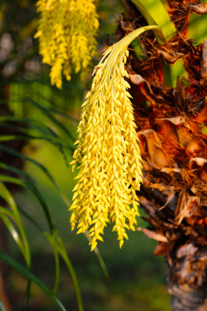 Flower of palm on the tree