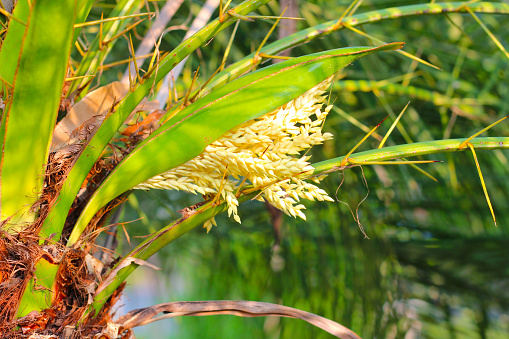 Flower of palm on the tree