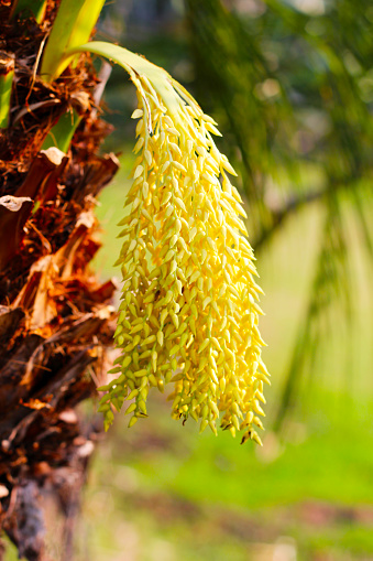 Flower of palm on the tree
