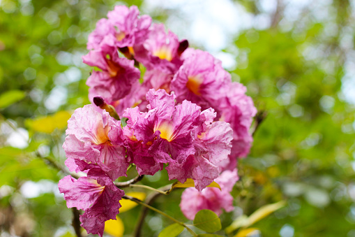 Pink tecoma flower or pink trumpet Tree