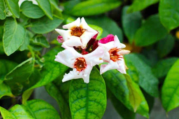 40+ Fotos, Bilder und lizenzfreie Bilder zu Strophanthus Gratus iStock