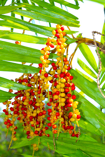 Fruits of palm on the tree
