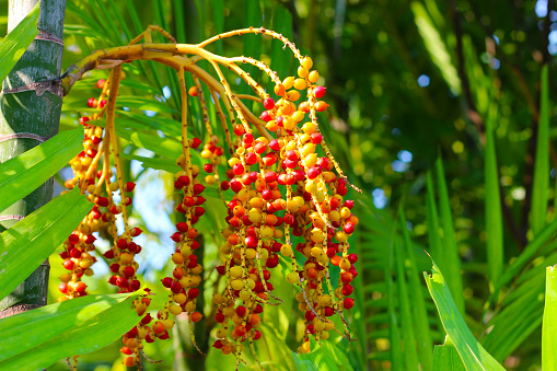 Fruits of palm on the tree