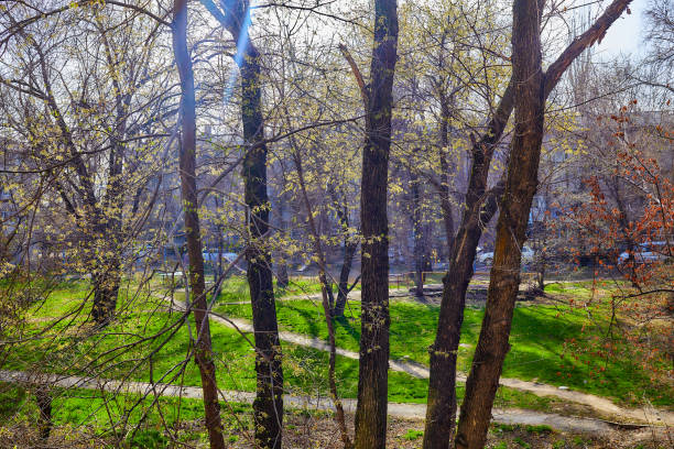 view from the window on a sunny spring day. green grass and young shoots on trees