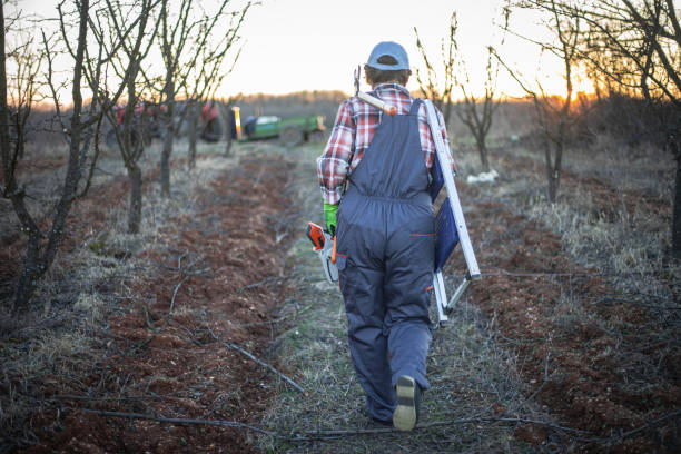 A woman farmer prunes branches in an orchard