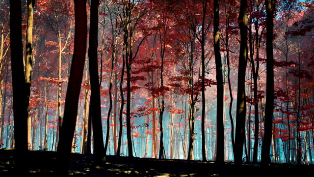 A sunny day in an autumn forest with red foliage
