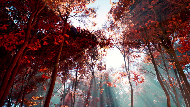 A bright autumn day in a forest with vibrant red foliage