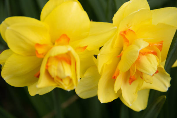 yellow flowers in full bloom in spring