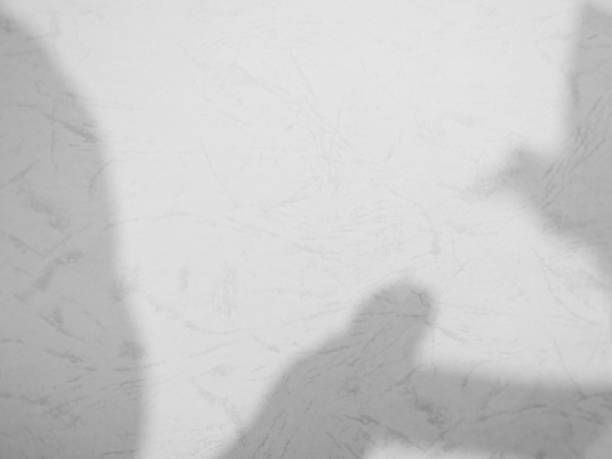 istock Shadow Background Abstract Leave Overlay Wall Floor Light Effect White Plant Sunlight Backdrop Mockup Minimal Spring Summer Nature Grey blur Photography Scene Template Poster Card Frame Product. 2039523320