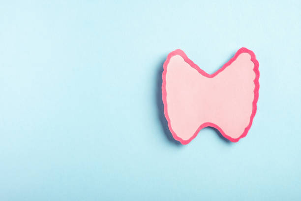istock Thyroid gland decorative model on pastel blue background 2039531689
