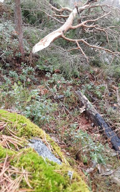 istock Mossy stone and pine needles in foreground and big fallen branch. 2039557876