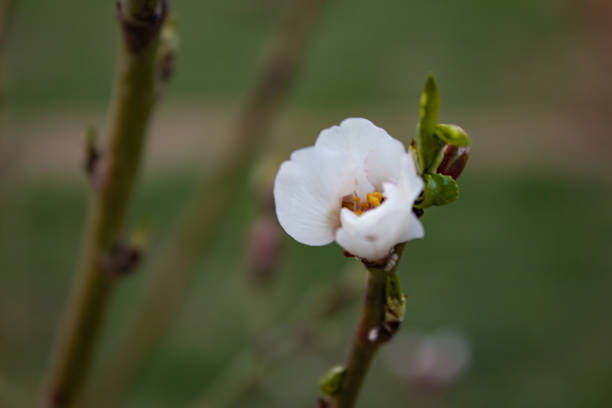Close up of petals on tree.