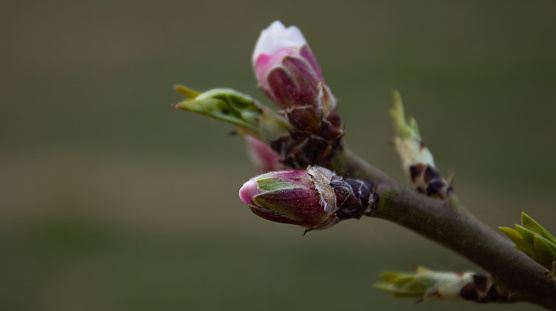 The buds of the tree are going to bloom in spring