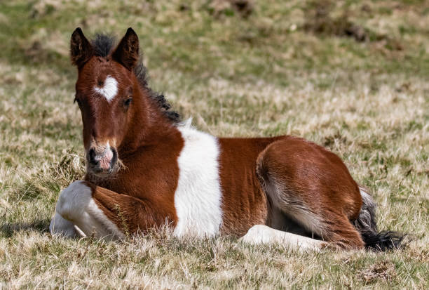 A Moorland Pony foal on a Cornish moor.
