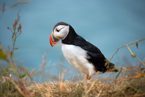 Puffin on a nesting cliff at Dyrholaey peninsula on the South Coast of Iceland.