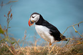 Puffin In Iceland