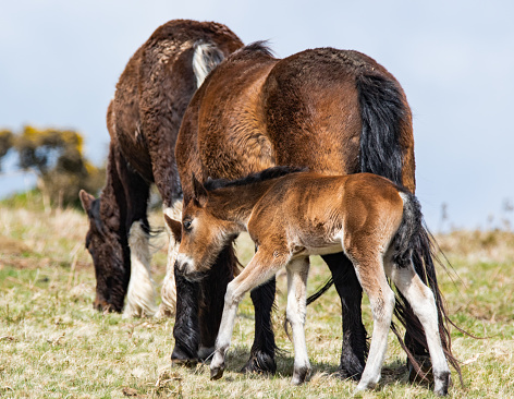 A Moorland Pony and her foal on a Cornish moor.