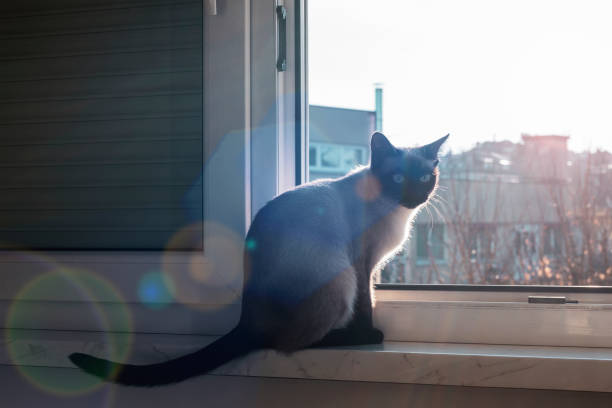 Lonely cat, a cat looking out the window.