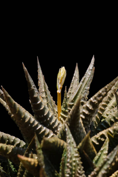 zbliżenie kaktusa na czarnym tle z selektywną ostrością - coryphantha zdjęcia i obrazy z banku zdjęć