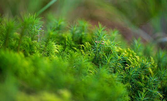 Detail of green moss. Blurred foreground and background.