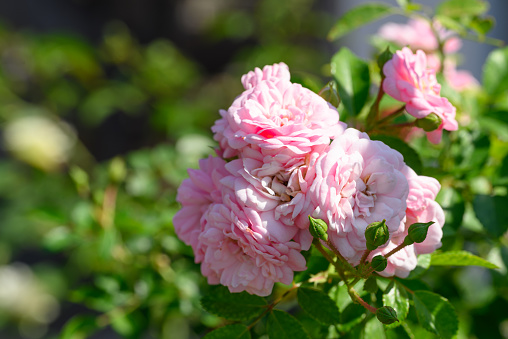 Beautiful roses flower blooming in garden, Spring or Summer season