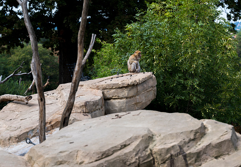 Barbary Macaque monkey sits high on a rock in a green forest.