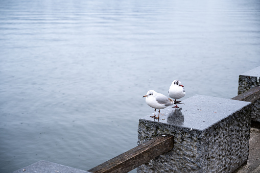 Teo seagulls stand on a concrete cube near lake.