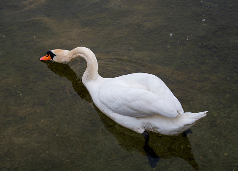 White swan swim in shallow water.