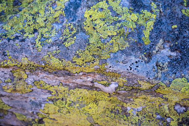 Colorful mosses and lichens on the rock.