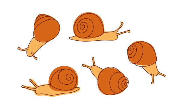 白い背景で隔離されたベクトル色付きの線画の庭のカタツムリのセット。 - snail white background isolated on white garden snail点のイラスト素材／クリップアート素材／マンガ素材／アイコン素材