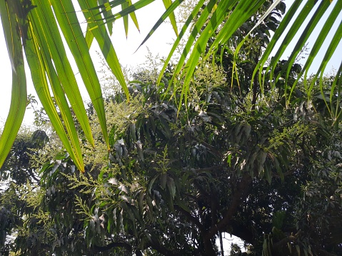 Mango flower in tree. It is a popular fruits tree in summer season. Mango flower blossom, Aam ka Manzar. inflorescence  of an 'Alphonso' mango tree.