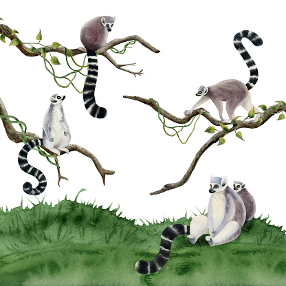 Lemurs animals on branches and grass scene watercolor illustration isolated on white background. Realistic Madagascar jungle monkeys with long tails in natural habitat.