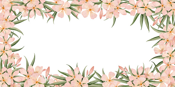 Bunga Horizontal Bunga Tropis Oleander Bingkai Horizontal Atau Vertikal Ilustrasi Cat ...