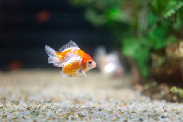 istock Small goldfish in fish tank. 2039624970