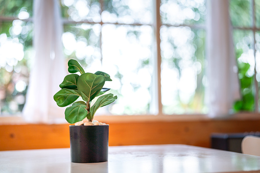 An artificial plant in plastic pot is placed on white table for decorate the living room with window and daylight as background. Interior decoration object, close-up.