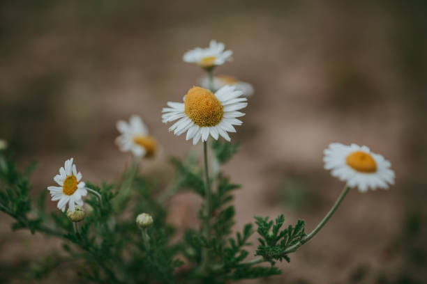 istock Small white-yellow chamomile flowers in close-up 2039631419