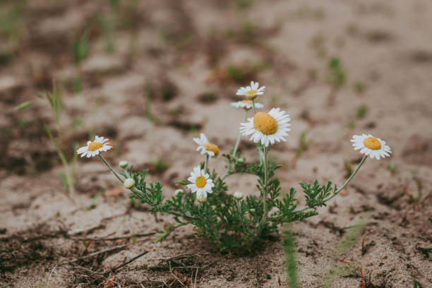 istock Small white-yellow chamomile flowers in close-up 2039631421