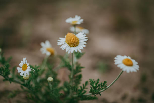 istock Small white-yellow chamomile flowers in close-up 2039631933