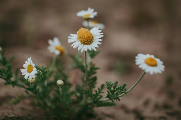 istock Small white-yellow chamomile flowers in close-up 2039631936