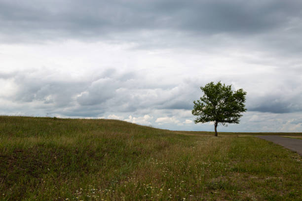 istock a green tree on a background of grass, meadows and a beautiful sky with voluminous clouds 2039632466